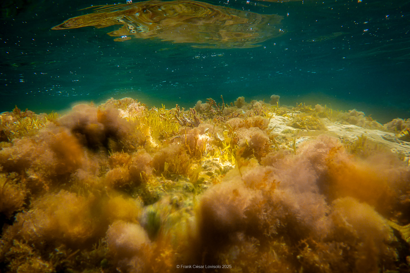 Snorkeling,Le port gréco-romain d’Olbia à Hyères - Sousleaugraphie - Snorkeling - Frank César LOVISOLO - La relation entre l’être humain et le milieu marin s’est progressivement transformée au cours des dernières décennies. Longtemps réservée aux pêcheurs, aux navigateurs ou aux plongeurs aguerris, l’exploration sous-marine s’est démocratisée grâce au développement d’équipements simples et accessibles. La randonnée sous-marine avec palmes et masque, également connue sous le nom de snorkeling, en constitue l’une des pratiques les plus populaires. Elle se caractérise par une immersion en surface, la plupart du temps à faible profondeur, permettant l’observation directe des fonds marins. Si elle est souvent perçue comme une activité de loisir, la randonnée palmée occupe une place croissante dans les domaines de l’éducation, de la sensibilisation à l’environnement et du tourisme durable. L’objectif de cet article est d’analyser cette pratique dans une perspective académique, en abordant successivement ses dimensions écologiques et pédagogiques, ses aspects socio-culturels et touristiques, ainsi que ses retombées physiologiques et sportives.