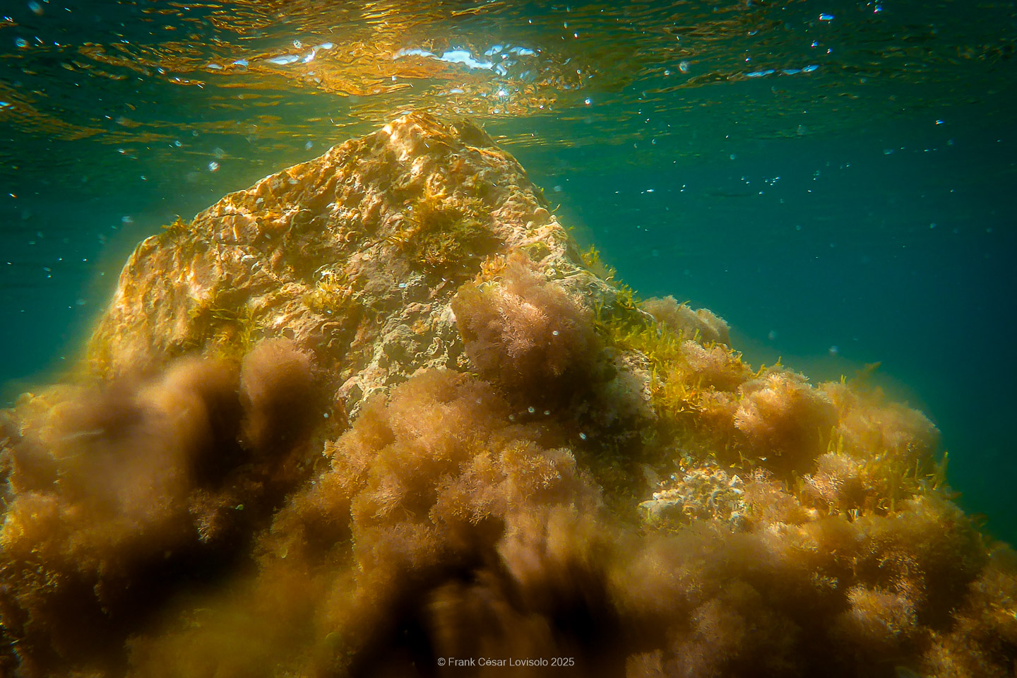 Snorkeling,Le port gréco-romain d’Olbia à Hyères - Sousleaugraphie - Snorkeling - Frank César LOVISOLO - La relation entre l’être humain et le milieu marin s’est progressivement transformée au cours des dernières décennies. Longtemps réservée aux pêcheurs, aux navigateurs ou aux plongeurs aguerris, l’exploration sous-marine s’est démocratisée grâce au développement d’équipements simples et accessibles. La randonnée sous-marine avec palmes et masque, également connue sous le nom de snorkeling, en constitue l’une des pratiques les plus populaires. Elle se caractérise par une immersion en surface, la plupart du temps à faible profondeur, permettant l’observation directe des fonds marins. Si elle est souvent perçue comme une activité de loisir, la randonnée palmée occupe une place croissante dans les domaines de l’éducation, de la sensibilisation à l’environnement et du tourisme durable. L’objectif de cet article est d’analyser cette pratique dans une perspective académique, en abordant successivement ses dimensions écologiques et pédagogiques, ses aspects socio-culturels et touristiques, ainsi que ses retombées physiologiques et sportives.