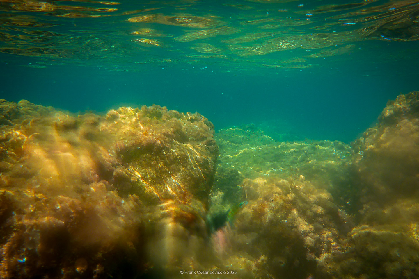 Snorkeling,Le port gréco-romain d’Olbia à Hyères - Sousleaugraphie - Snorkeling - Frank César LOVISOLO - La relation entre l’être humain et le milieu marin s’est progressivement transformée au cours des dernières décennies. Longtemps réservée aux pêcheurs, aux navigateurs ou aux plongeurs aguerris, l’exploration sous-marine s’est démocratisée grâce au développement d’équipements simples et accessibles. La randonnée sous-marine avec palmes et masque, également connue sous le nom de snorkeling, en constitue l’une des pratiques les plus populaires. Elle se caractérise par une immersion en surface, la plupart du temps à faible profondeur, permettant l’observation directe des fonds marins. Si elle est souvent perçue comme une activité de loisir, la randonnée palmée occupe une place croissante dans les domaines de l’éducation, de la sensibilisation à l’environnement et du tourisme durable. L’objectif de cet article est d’analyser cette pratique dans une perspective académique, en abordant successivement ses dimensions écologiques et pédagogiques, ses aspects socio-culturels et touristiques, ainsi que ses retombées physiologiques et sportives.