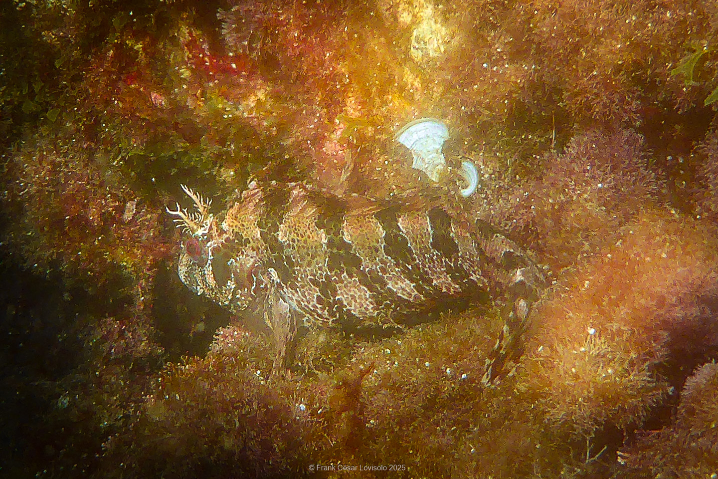 Snorkeling,Le port gréco-romain d’Olbia à Hyères - Sousleaugraphie - Snorkeling - Frank César LOVISOLO - La relation entre l’être humain et le milieu marin s’est progressivement transformée au cours des dernières décennies. Longtemps réservée aux pêcheurs, aux navigateurs ou aux plongeurs aguerris, l’exploration sous-marine s’est démocratisée grâce au développement d’équipements simples et accessibles. La randonnée sous-marine avec palmes et masque, également connue sous le nom de snorkeling, en constitue l’une des pratiques les plus populaires. Elle se caractérise par une immersion en surface, la plupart du temps à faible profondeur, permettant l’observation directe des fonds marins. Si elle est souvent perçue comme une activité de loisir, la randonnée palmée occupe une place croissante dans les domaines de l’éducation, de la sensibilisation à l’environnement et du tourisme durable. L’objectif de cet article est d’analyser cette pratique dans une perspective académique, en abordant successivement ses dimensions écologiques et pédagogiques, ses aspects socio-culturels et touristiques, ainsi que ses retombées physiologiques et sportives.