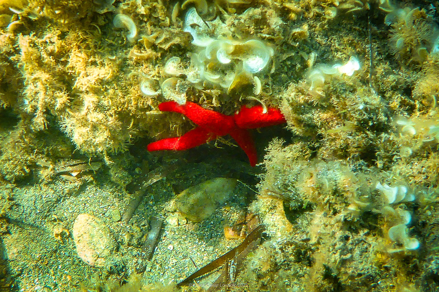 Snorkeling,Le port gréco-romain d’Olbia à Hyères - Sousleaugraphie - Snorkeling - Frank César LOVISOLO - La relation entre l’être humain et le milieu marin s’est progressivement transformée au cours des dernières décennies. Longtemps réservée aux pêcheurs, aux navigateurs ou aux plongeurs aguerris, l’exploration sous-marine s’est démocratisée grâce au développement d’équipements simples et accessibles. La randonnée sous-marine avec palmes et masque, également connue sous le nom de snorkeling, en constitue l’une des pratiques les plus populaires. Elle se caractérise par une immersion en surface, la plupart du temps à faible profondeur, permettant l’observation directe des fonds marins. Si elle est souvent perçue comme une activité de loisir, la randonnée palmée occupe une place croissante dans les domaines de l’éducation, de la sensibilisation à l’environnement et du tourisme durable. L’objectif de cet article est d’analyser cette pratique dans une perspective académique, en abordant successivement ses dimensions écologiques et pédagogiques, ses aspects socio-culturels et touristiques, ainsi que ses retombées physiologiques et sportives.