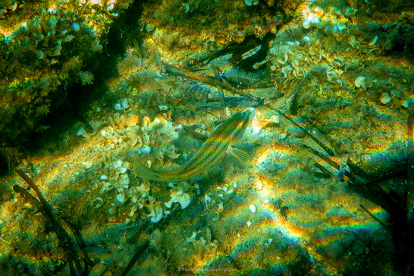 Snorkeling,Le port gréco-romain d’Olbia à Hyères - Sousleaugraphie - Snorkeling - Frank César LOVISOLO - La relation entre l’être humain et le milieu marin s’est progressivement transformée au cours des dernières décennies. Longtemps réservée aux pêcheurs, aux navigateurs ou aux plongeurs aguerris, l’exploration sous-marine s’est démocratisée grâce au développement d’équipements simples et accessibles. La randonnée sous-marine avec palmes et masque, également connue sous le nom de snorkeling, en constitue l’une des pratiques les plus populaires. Elle se caractérise par une immersion en surface, la plupart du temps à faible profondeur, permettant l’observation directe des fonds marins. Si elle est souvent perçue comme une activité de loisir, la randonnée palmée occupe une place croissante dans les domaines de l’éducation, de la sensibilisation à l’environnement et du tourisme durable. L’objectif de cet article est d’analyser cette pratique dans une perspective académique, en abordant successivement ses dimensions écologiques et pédagogiques, ses aspects socio-culturels et touristiques, ainsi que ses retombées physiologiques et sportives.