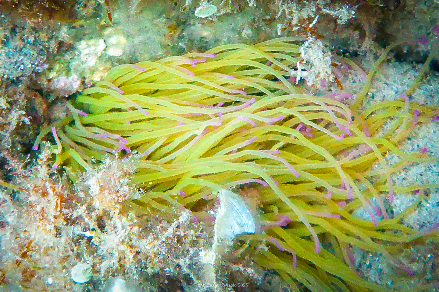 Snorkeling,Le port gréco-romain d’Olbia à Hyères - Sousleaugraphie - Snorkeling - Frank César LOVISOLO - La relation entre l’être humain et le milieu marin s’est progressivement transformée au cours des dernières décennies. Longtemps réservée aux pêcheurs, aux navigateurs ou aux plongeurs aguerris, l’exploration sous-marine s’est démocratisée grâce au développement d’équipements simples et accessibles. La randonnée sous-marine avec palmes et masque, également connue sous le nom de snorkeling, en constitue l’une des pratiques les plus populaires. Elle se caractérise par une immersion en surface, la plupart du temps à faible profondeur, permettant l’observation directe des fonds marins. Si elle est souvent perçue comme une activité de loisir, la randonnée palmée occupe une place croissante dans les domaines de l’éducation, de la sensibilisation à l’environnement et du tourisme durable. L’objectif de cet article est d’analyser cette pratique dans une perspective académique, en abordant successivement ses dimensions écologiques et pédagogiques, ses aspects socio-culturels et touristiques, ainsi que ses retombées physiologiques et sportives.