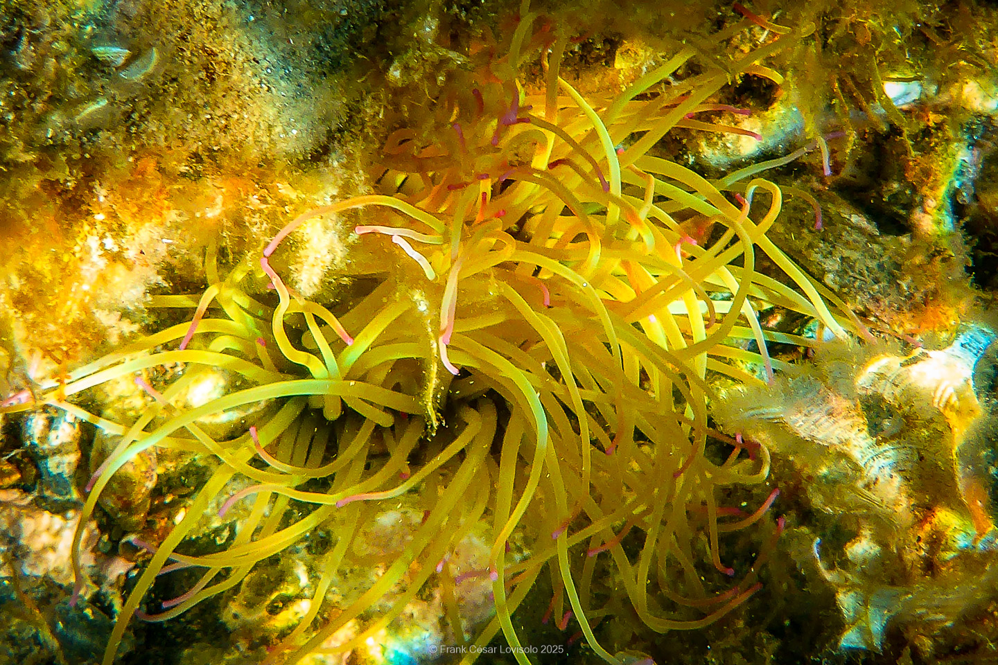 Snorkeling,Le port gréco-romain d’Olbia à Hyères - Sousleaugraphie - Snorkeling - Frank César LOVISOLO - La relation entre l’être humain et le milieu marin s’est progressivement transformée au cours des dernières décennies. Longtemps réservée aux pêcheurs, aux navigateurs ou aux plongeurs aguerris, l’exploration sous-marine s’est démocratisée grâce au développement d’équipements simples et accessibles. La randonnée sous-marine avec palmes et masque, également connue sous le nom de snorkeling, en constitue l’une des pratiques les plus populaires. Elle se caractérise par une immersion en surface, la plupart du temps à faible profondeur, permettant l’observation directe des fonds marins. Si elle est souvent perçue comme une activité de loisir, la randonnée palmée occupe une place croissante dans les domaines de l’éducation, de la sensibilisation à l’environnement et du tourisme durable. L’objectif de cet article est d’analyser cette pratique dans une perspective académique, en abordant successivement ses dimensions écologiques et pédagogiques, ses aspects socio-culturels et touristiques, ainsi que ses retombées physiologiques et sportives.