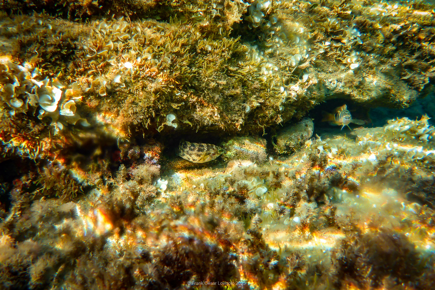 Snorkeling,Le port gréco-romain d’Olbia à Hyères - Sousleaugraphie - Snorkeling - Frank César LOVISOLO - La relation entre l’être humain et le milieu marin s’est progressivement transformée au cours des dernières décennies. Longtemps réservée aux pêcheurs, aux navigateurs ou aux plongeurs aguerris, l’exploration sous-marine s’est démocratisée grâce au développement d’équipements simples et accessibles. La randonnée sous-marine avec palmes et masque, également connue sous le nom de snorkeling, en constitue l’une des pratiques les plus populaires. Elle se caractérise par une immersion en surface, la plupart du temps à faible profondeur, permettant l’observation directe des fonds marins. Si elle est souvent perçue comme une activité de loisir, la randonnée palmée occupe une place croissante dans les domaines de l’éducation, de la sensibilisation à l’environnement et du tourisme durable. L’objectif de cet article est d’analyser cette pratique dans une perspective académique, en abordant successivement ses dimensions écologiques et pédagogiques, ses aspects socio-culturels et touristiques, ainsi que ses retombées physiologiques et sportives.