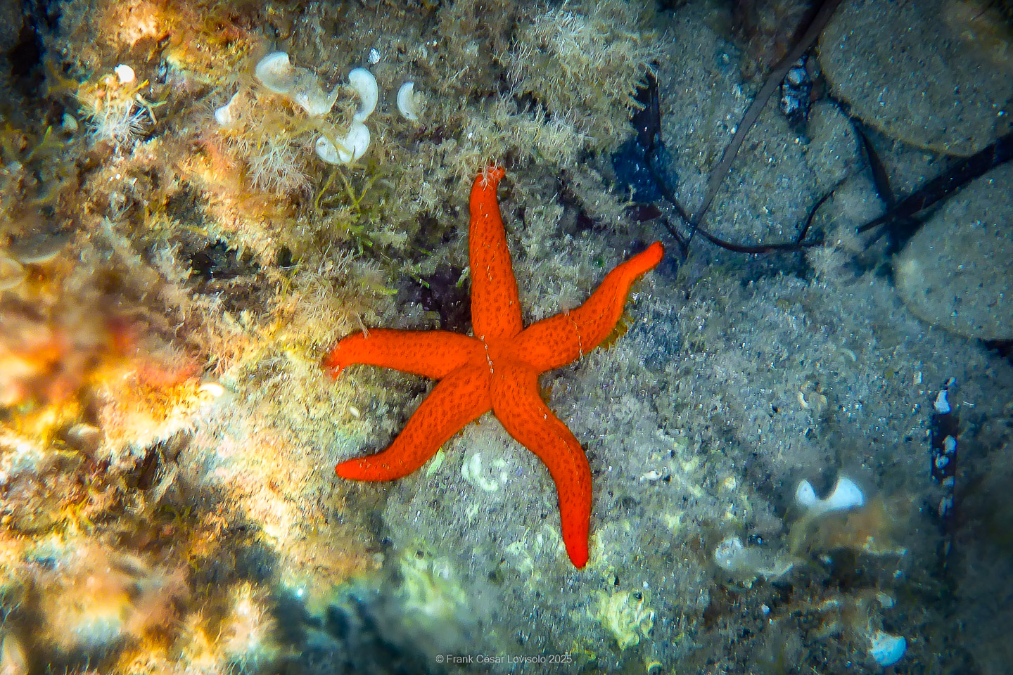 Snorkeling,Le port gréco-romain d’Olbia à Hyères - Sousleaugraphie - Snorkeling - Frank César LOVISOLO - La relation entre l’être humain et le milieu marin s’est progressivement transformée au cours des dernières décennies. Longtemps réservée aux pêcheurs, aux navigateurs ou aux plongeurs aguerris, l’exploration sous-marine s’est démocratisée grâce au développement d’équipements simples et accessibles. La randonnée sous-marine avec palmes et masque, également connue sous le nom de snorkeling, en constitue l’une des pratiques les plus populaires. Elle se caractérise par une immersion en surface, la plupart du temps à faible profondeur, permettant l’observation directe des fonds marins. Si elle est souvent perçue comme une activité de loisir, la randonnée palmée occupe une place croissante dans les domaines de l’éducation, de la sensibilisation à l’environnement et du tourisme durable. L’objectif de cet article est d’analyser cette pratique dans une perspective académique, en abordant successivement ses dimensions écologiques et pédagogiques, ses aspects socio-culturels et touristiques, ainsi que ses retombées physiologiques et sportives.