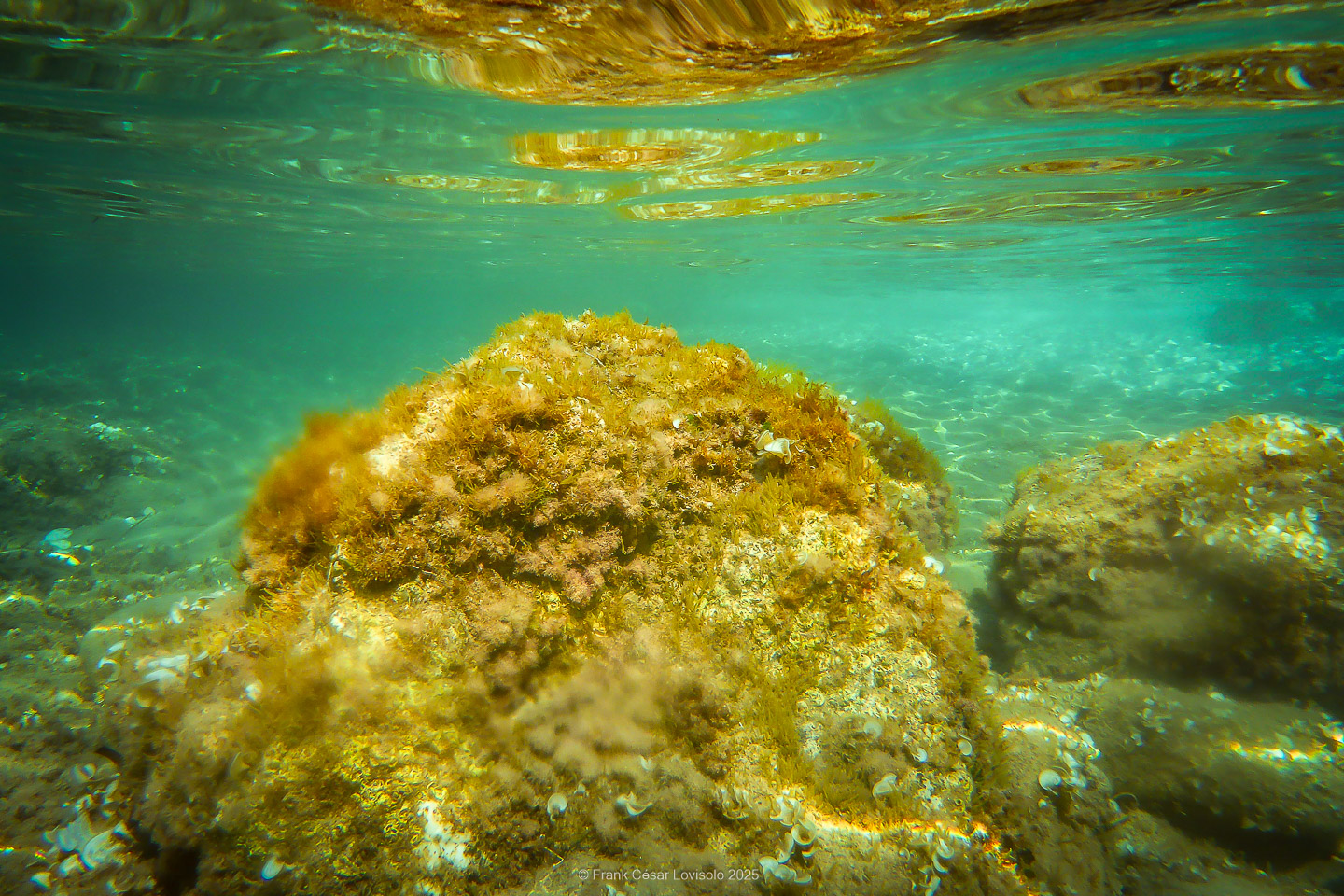 Snorkeling,Le port gréco-romain d’Olbia à Hyères - Sousleaugraphie - Snorkeling - Frank César LOVISOLO - La relation entre l’être humain et le milieu marin s’est progressivement transformée au cours des dernières décennies. Longtemps réservée aux pêcheurs, aux navigateurs ou aux plongeurs aguerris, l’exploration sous-marine s’est démocratisée grâce au développement d’équipements simples et accessibles. La randonnée sous-marine avec palmes et masque, également connue sous le nom de snorkeling, en constitue l’une des pratiques les plus populaires. Elle se caractérise par une immersion en surface, la plupart du temps à faible profondeur, permettant l’observation directe des fonds marins. Si elle est souvent perçue comme une activité de loisir, la randonnée palmée occupe une place croissante dans les domaines de l’éducation, de la sensibilisation à l’environnement et du tourisme durable. L’objectif de cet article est d’analyser cette pratique dans une perspective académique, en abordant successivement ses dimensions écologiques et pédagogiques, ses aspects socio-culturels et touristiques, ainsi que ses retombées physiologiques et sportives.
