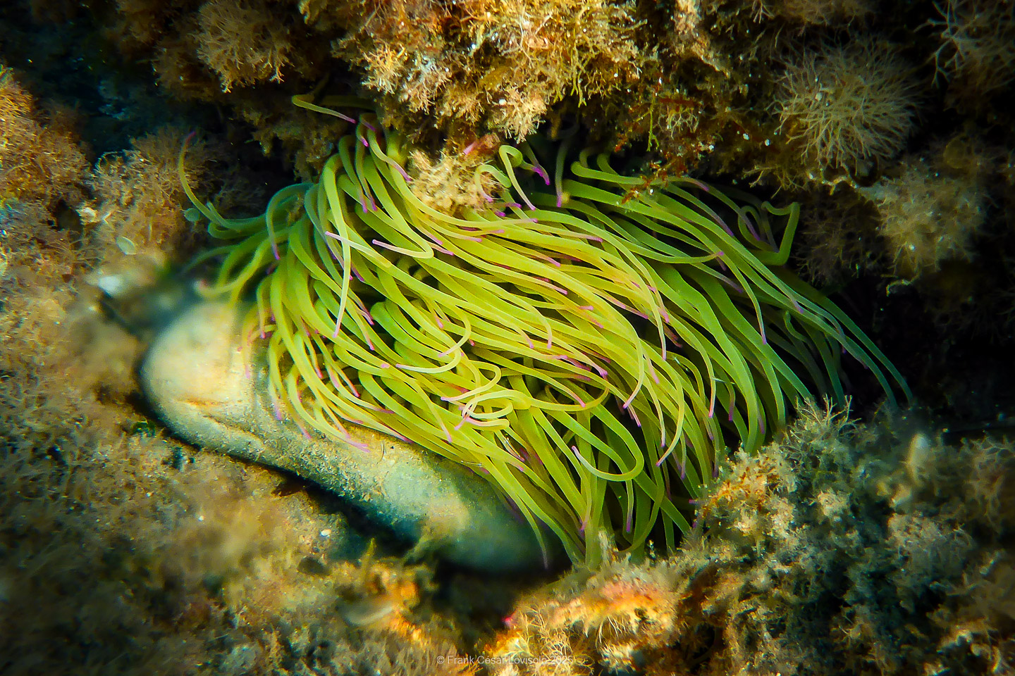 Snorkeling,Le port gréco-romain d’Olbia à Hyères - Sousleaugraphie - Snorkeling - Frank César LOVISOLO - La relation entre l’être humain et le milieu marin s’est progressivement transformée au cours des dernières décennies. Longtemps réservée aux pêcheurs, aux navigateurs ou aux plongeurs aguerris, l’exploration sous-marine s’est démocratisée grâce au développement d’équipements simples et accessibles. La randonnée sous-marine avec palmes et masque, également connue sous le nom de snorkeling, en constitue l’une des pratiques les plus populaires. Elle se caractérise par une immersion en surface, la plupart du temps à faible profondeur, permettant l’observation directe des fonds marins. Si elle est souvent perçue comme une activité de loisir, la randonnée palmée occupe une place croissante dans les domaines de l’éducation, de la sensibilisation à l’environnement et du tourisme durable. L’objectif de cet article est d’analyser cette pratique dans une perspective académique, en abordant successivement ses dimensions écologiques et pédagogiques, ses aspects socio-culturels et touristiques, ainsi que ses retombées physiologiques et sportives.