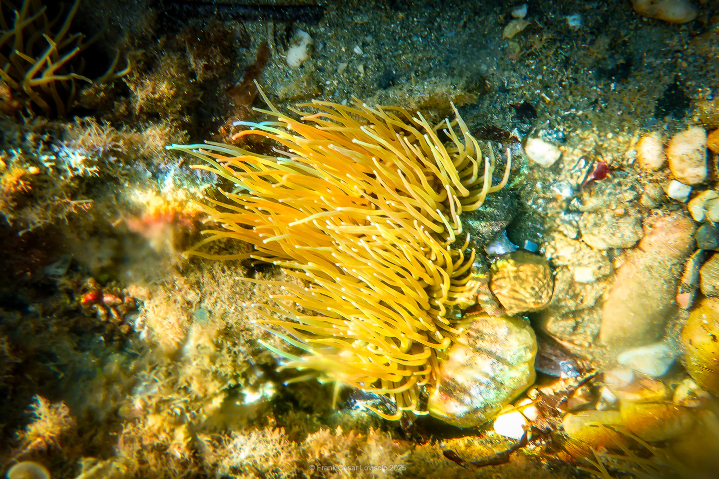 Snorkeling,Le port gréco-romain d’Olbia à Hyères - Sousleaugraphie - Snorkeling - Frank César LOVISOLO - La relation entre l’être humain et le milieu marin s’est progressivement transformée au cours des dernières décennies. Longtemps réservée aux pêcheurs, aux navigateurs ou aux plongeurs aguerris, l’exploration sous-marine s’est démocratisée grâce au développement d’équipements simples et accessibles. La randonnée sous-marine avec palmes et masque, également connue sous le nom de snorkeling, en constitue l’une des pratiques les plus populaires. Elle se caractérise par une immersion en surface, la plupart du temps à faible profondeur, permettant l’observation directe des fonds marins. Si elle est souvent perçue comme une activité de loisir, la randonnée palmée occupe une place croissante dans les domaines de l’éducation, de la sensibilisation à l’environnement et du tourisme durable. L’objectif de cet article est d’analyser cette pratique dans une perspective académique, en abordant successivement ses dimensions écologiques et pédagogiques, ses aspects socio-culturels et touristiques, ainsi que ses retombées physiologiques et sportives.