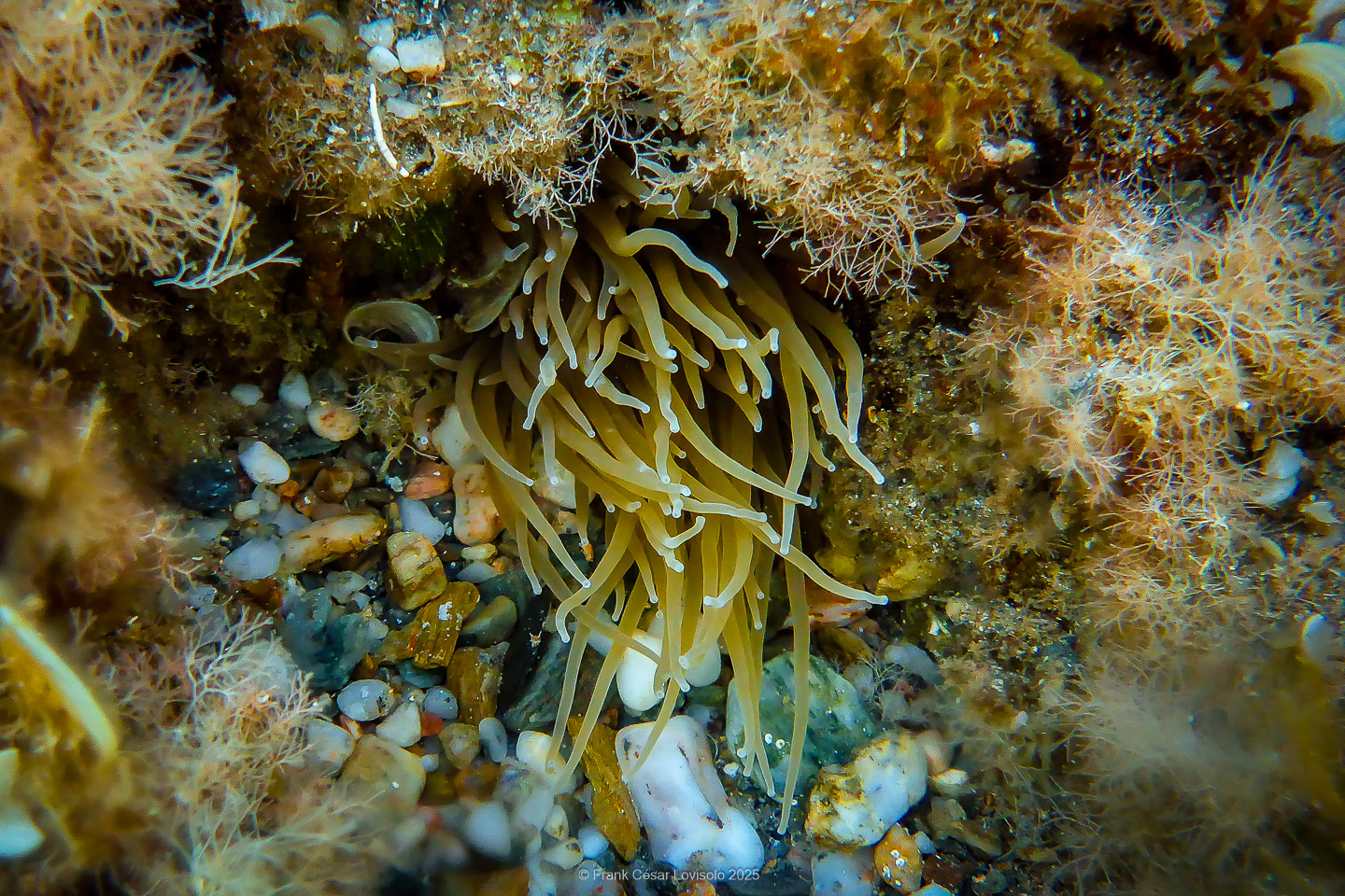 Snorkeling,Le port gréco-romain d’Olbia à Hyères - Sousleaugraphie - Snorkeling - Frank César LOVISOLO - La relation entre l’être humain et le milieu marin s’est progressivement transformée au cours des dernières décennies. Longtemps réservée aux pêcheurs, aux navigateurs ou aux plongeurs aguerris, l’exploration sous-marine s’est démocratisée grâce au développement d’équipements simples et accessibles. La randonnée sous-marine avec palmes et masque, également connue sous le nom de snorkeling, en constitue l’une des pratiques les plus populaires. Elle se caractérise par une immersion en surface, la plupart du temps à faible profondeur, permettant l’observation directe des fonds marins. Si elle est souvent perçue comme une activité de loisir, la randonnée palmée occupe une place croissante dans les domaines de l’éducation, de la sensibilisation à l’environnement et du tourisme durable. L’objectif de cet article est d’analyser cette pratique dans une perspective académique, en abordant successivement ses dimensions écologiques et pédagogiques, ses aspects socio-culturels et touristiques, ainsi que ses retombées physiologiques et sportives.