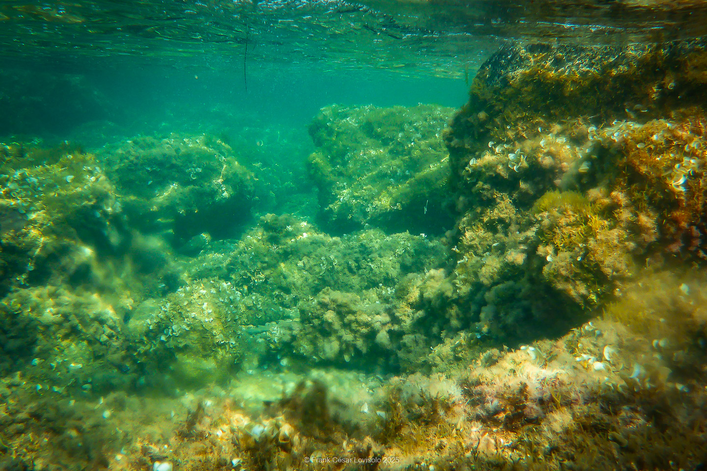 Snorkeling,Le port gréco-romain d’Olbia à Hyères - Sousleaugraphie - Snorkeling - Frank César LOVISOLO - La relation entre l’être humain et le milieu marin s’est progressivement transformée au cours des dernières décennies. Longtemps réservée aux pêcheurs, aux navigateurs ou aux plongeurs aguerris, l’exploration sous-marine s’est démocratisée grâce au développement d’équipements simples et accessibles. La randonnée sous-marine avec palmes et masque, également connue sous le nom de snorkeling, en constitue l’une des pratiques les plus populaires. Elle se caractérise par une immersion en surface, la plupart du temps à faible profondeur, permettant l’observation directe des fonds marins. Si elle est souvent perçue comme une activité de loisir, la randonnée palmée occupe une place croissante dans les domaines de l’éducation, de la sensibilisation à l’environnement et du tourisme durable. L’objectif de cet article est d’analyser cette pratique dans une perspective académique, en abordant successivement ses dimensions écologiques et pédagogiques, ses aspects socio-culturels et touristiques, ainsi que ses retombées physiologiques et sportives.