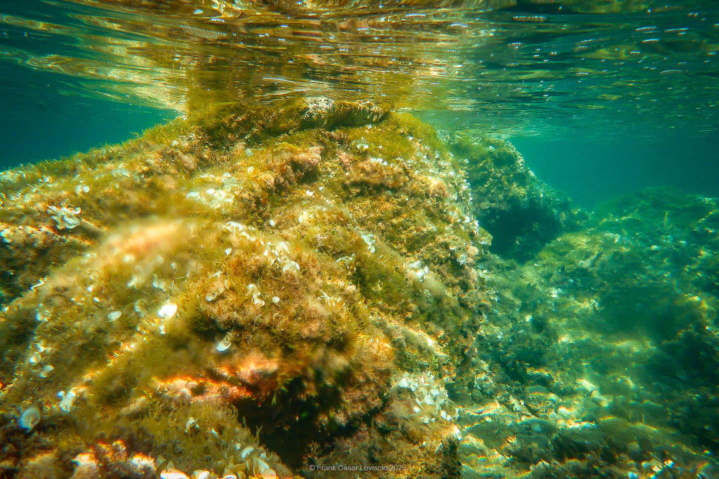 Snorkeling,Le port gréco-romain d’Olbia à Hyères - Sousleaugraphie - Snorkeling - Frank César LOVISOLO - La relation entre l’être humain et le milieu marin s’est progressivement transformée au cours des dernières décennies. Longtemps réservée aux pêcheurs, aux navigateurs ou aux plongeurs aguerris, l’exploration sous-marine s’est démocratisée grâce au développement d’équipements simples et accessibles. La randonnée sous-marine avec palmes et masque, également connue sous le nom de snorkeling, en constitue l’une des pratiques les plus populaires. Elle se caractérise par une immersion en surface, la plupart du temps à faible profondeur, permettant l’observation directe des fonds marins. Si elle est souvent perçue comme une activité de loisir, la randonnée palmée occupe une place croissante dans les domaines de l’éducation, de la sensibilisation à l’environnement et du tourisme durable. L’objectif de cet article est d’analyser cette pratique dans une perspective académique, en abordant successivement ses dimensions écologiques et pédagogiques, ses aspects socio-culturels et touristiques, ainsi que ses retombées physiologiques et sportives.