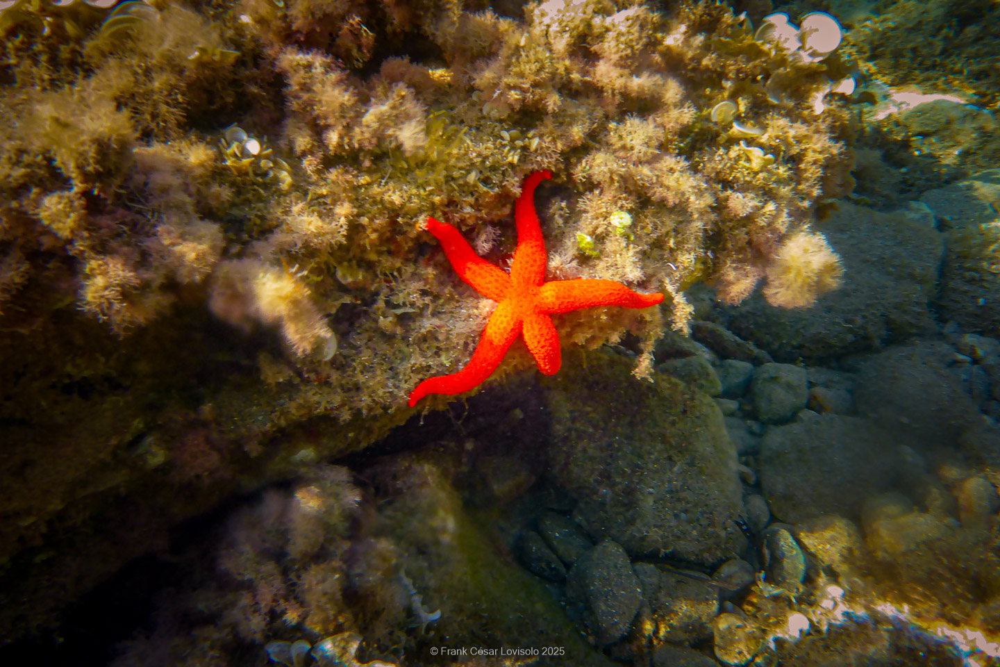 Snorkeling,Le port gréco-romain d’Olbia à Hyères - Sousleaugraphie - Snorkeling - Frank César LOVISOLO - La relation entre l’être humain et le milieu marin s’est progressivement transformée au cours des dernières décennies. Longtemps réservée aux pêcheurs, aux navigateurs ou aux plongeurs aguerris, l’exploration sous-marine s’est démocratisée grâce au développement d’équipements simples et accessibles. La randonnée sous-marine avec palmes et masque, également connue sous le nom de snorkeling, en constitue l’une des pratiques les plus populaires. Elle se caractérise par une immersion en surface, la plupart du temps à faible profondeur, permettant l’observation directe des fonds marins. Si elle est souvent perçue comme une activité de loisir, la randonnée palmée occupe une place croissante dans les domaines de l’éducation, de la sensibilisation à l’environnement et du tourisme durable. L’objectif de cet article est d’analyser cette pratique dans une perspective académique, en abordant successivement ses dimensions écologiques et pédagogiques, ses aspects socio-culturels et touristiques, ainsi que ses retombées physiologiques et sportives.