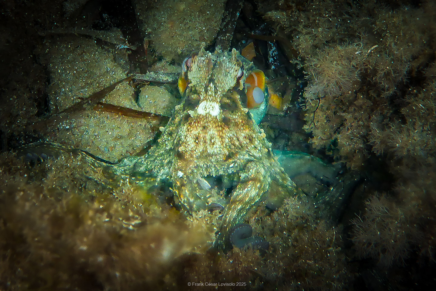 Snorkeling,Le port gréco-romain d’Olbia à Hyères - Sousleaugraphie - Snorkeling - Frank César LOVISOLO - La relation entre l’être humain et le milieu marin s’est progressivement transformée au cours des dernières décennies. Longtemps réservée aux pêcheurs, aux navigateurs ou aux plongeurs aguerris, l’exploration sous-marine s’est démocratisée grâce au développement d’équipements simples et accessibles. La randonnée sous-marine avec palmes et masque, également connue sous le nom de snorkeling, en constitue l’une des pratiques les plus populaires. Elle se caractérise par une immersion en surface, la plupart du temps à faible profondeur, permettant l’observation directe des fonds marins. Si elle est souvent perçue comme une activité de loisir, la randonnée palmée occupe une place croissante dans les domaines de l’éducation, de la sensibilisation à l’environnement et du tourisme durable. L’objectif de cet article est d’analyser cette pratique dans une perspective académique, en abordant successivement ses dimensions écologiques et pédagogiques, ses aspects socio-culturels et touristiques, ainsi que ses retombées physiologiques et sportives.