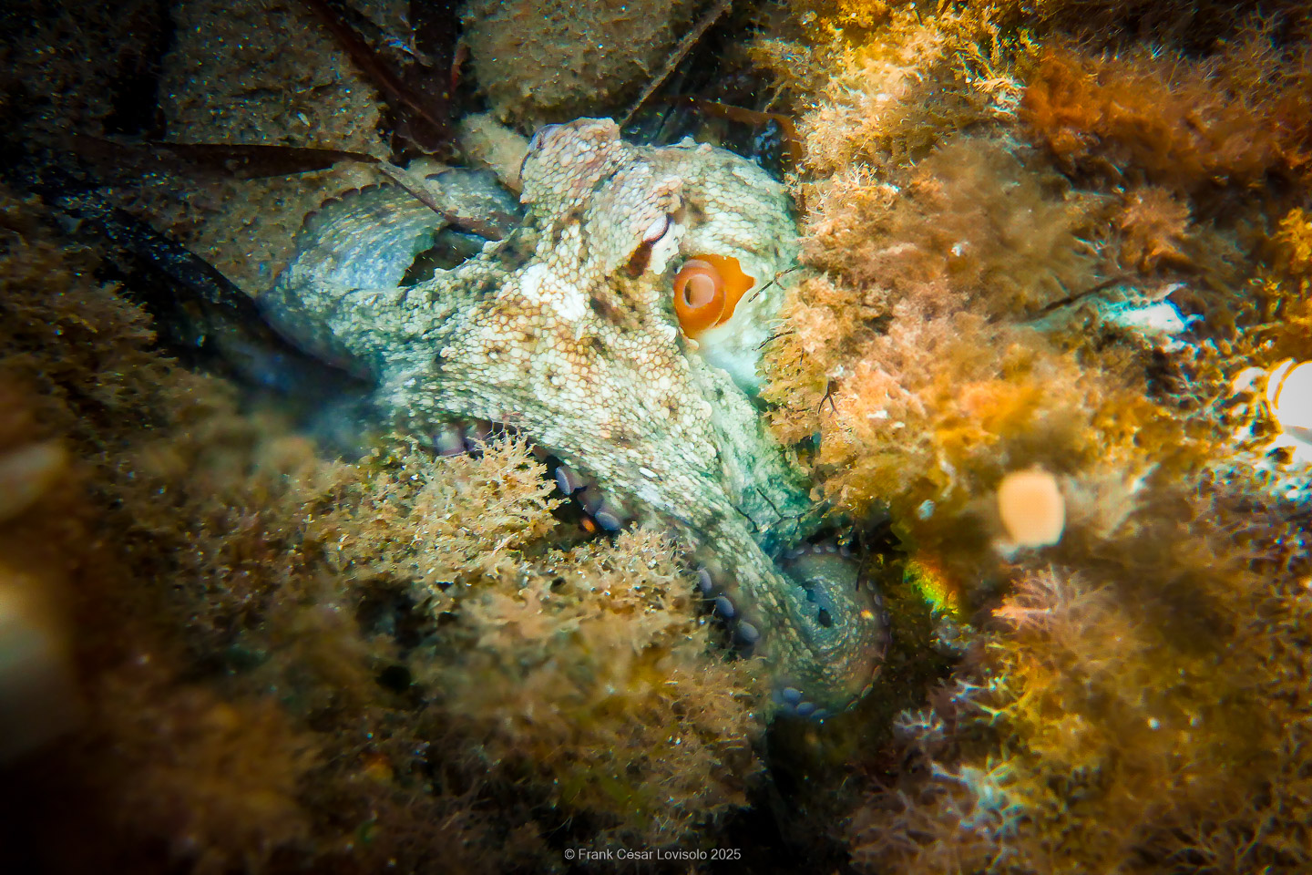 Snorkeling,Le port gréco-romain d’Olbia à Hyères - Sousleaugraphie - Snorkeling - Frank César LOVISOLO - La relation entre l’être humain et le milieu marin s’est progressivement transformée au cours des dernières décennies. Longtemps réservée aux pêcheurs, aux navigateurs ou aux plongeurs aguerris, l’exploration sous-marine s’est démocratisée grâce au développement d’équipements simples et accessibles. La randonnée sous-marine avec palmes et masque, également connue sous le nom de snorkeling, en constitue l’une des pratiques les plus populaires. Elle se caractérise par une immersion en surface, la plupart du temps à faible profondeur, permettant l’observation directe des fonds marins. Si elle est souvent perçue comme une activité de loisir, la randonnée palmée occupe une place croissante dans les domaines de l’éducation, de la sensibilisation à l’environnement et du tourisme durable. L’objectif de cet article est d’analyser cette pratique dans une perspective académique, en abordant successivement ses dimensions écologiques et pédagogiques, ses aspects socio-culturels et touristiques, ainsi que ses retombées physiologiques et sportives.