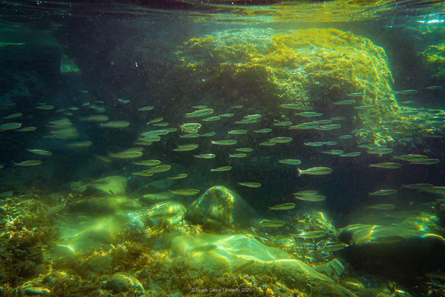 Snorkeling,Le port gréco-romain d’Olbia à Hyères - Sousleaugraphie - Snorkeling - Frank César LOVISOLO - La relation entre l’être humain et le milieu marin s’est progressivement transformée au cours des dernières décennies. Longtemps réservée aux pêcheurs, aux navigateurs ou aux plongeurs aguerris, l’exploration sous-marine s’est démocratisée grâce au développement d’équipements simples et accessibles. La randonnée sous-marine avec palmes et masque, également connue sous le nom de snorkeling, en constitue l’une des pratiques les plus populaires. Elle se caractérise par une immersion en surface, la plupart du temps à faible profondeur, permettant l’observation directe des fonds marins. Si elle est souvent perçue comme une activité de loisir, la randonnée palmée occupe une place croissante dans les domaines de l’éducation, de la sensibilisation à l’environnement et du tourisme durable. L’objectif de cet article est d’analyser cette pratique dans une perspective académique, en abordant successivement ses dimensions écologiques et pédagogiques, ses aspects socio-culturels et touristiques, ainsi que ses retombées physiologiques et sportives.