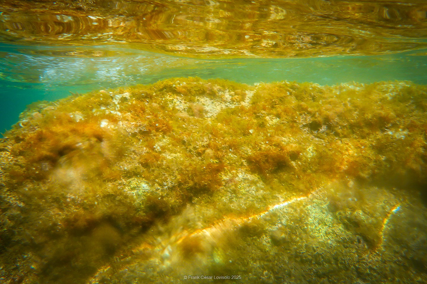 Snorkeling,Le port gréco-romain d’Olbia à Hyères - Sousleaugraphie - Snorkeling - Frank César LOVISOLO - La relation entre l’être humain et le milieu marin s’est progressivement transformée au cours des dernières décennies. Longtemps réservée aux pêcheurs, aux navigateurs ou aux plongeurs aguerris, l’exploration sous-marine s’est démocratisée grâce au développement d’équipements simples et accessibles. La randonnée sous-marine avec palmes et masque, également connue sous le nom de snorkeling, en constitue l’une des pratiques les plus populaires. Elle se caractérise par une immersion en surface, la plupart du temps à faible profondeur, permettant l’observation directe des fonds marins. Si elle est souvent perçue comme une activité de loisir, la randonnée palmée occupe une place croissante dans les domaines de l’éducation, de la sensibilisation à l’environnement et du tourisme durable. L’objectif de cet article est d’analyser cette pratique dans une perspective académique, en abordant successivement ses dimensions écologiques et pédagogiques, ses aspects socio-culturels et touristiques, ainsi que ses retombées physiologiques et sportives.