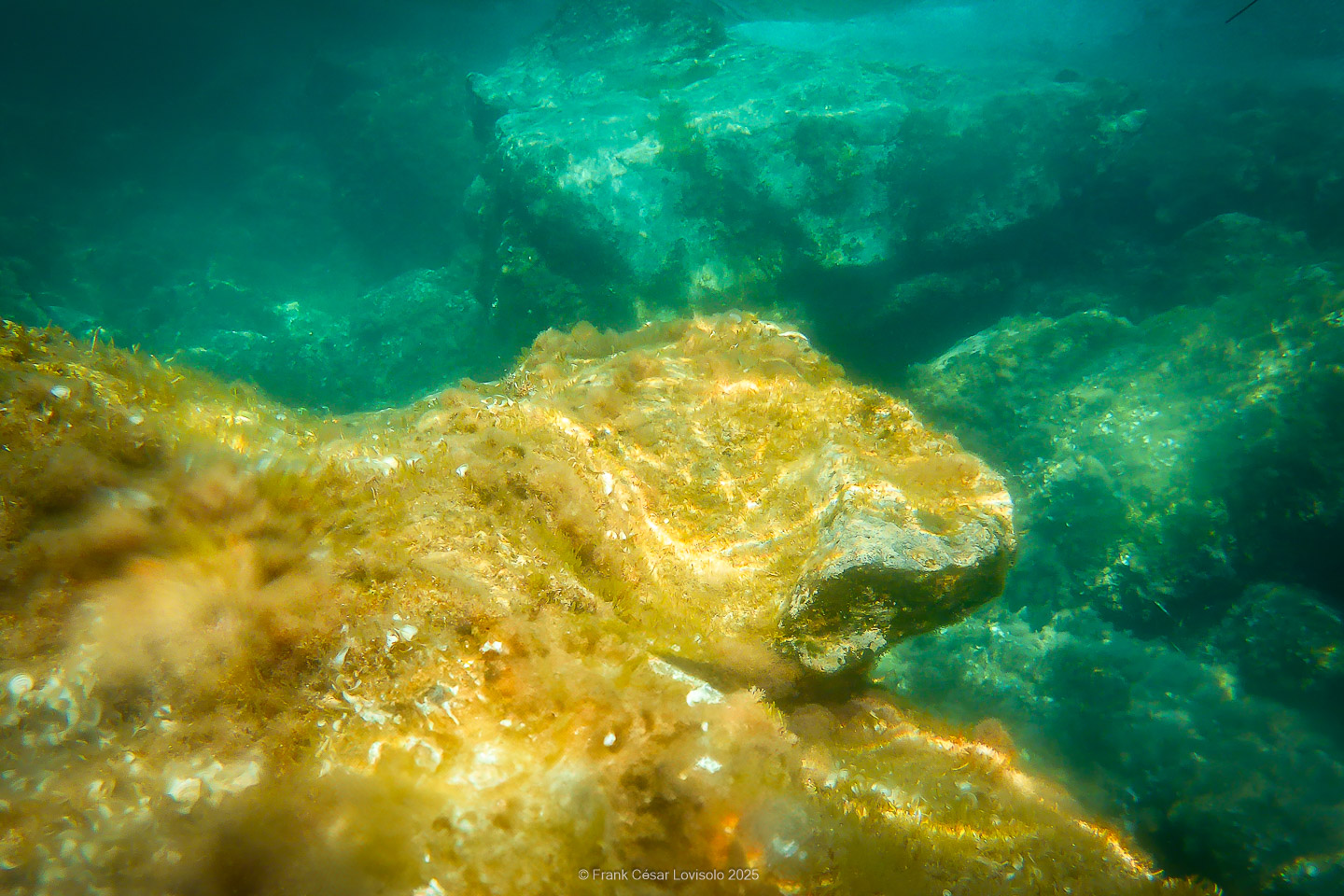 Snorkeling,Le port gréco-romain d’Olbia à Hyères - Sousleaugraphie - Snorkeling - Frank César LOVISOLO - La relation entre l’être humain et le milieu marin s’est progressivement transformée au cours des dernières décennies. Longtemps réservée aux pêcheurs, aux navigateurs ou aux plongeurs aguerris, l’exploration sous-marine s’est démocratisée grâce au développement d’équipements simples et accessibles. La randonnée sous-marine avec palmes et masque, également connue sous le nom de snorkeling, en constitue l’une des pratiques les plus populaires. Elle se caractérise par une immersion en surface, la plupart du temps à faible profondeur, permettant l’observation directe des fonds marins. Si elle est souvent perçue comme une activité de loisir, la randonnée palmée occupe une place croissante dans les domaines de l’éducation, de la sensibilisation à l’environnement et du tourisme durable. L’objectif de cet article est d’analyser cette pratique dans une perspective académique, en abordant successivement ses dimensions écologiques et pédagogiques, ses aspects socio-culturels et touristiques, ainsi que ses retombées physiologiques et sportives.