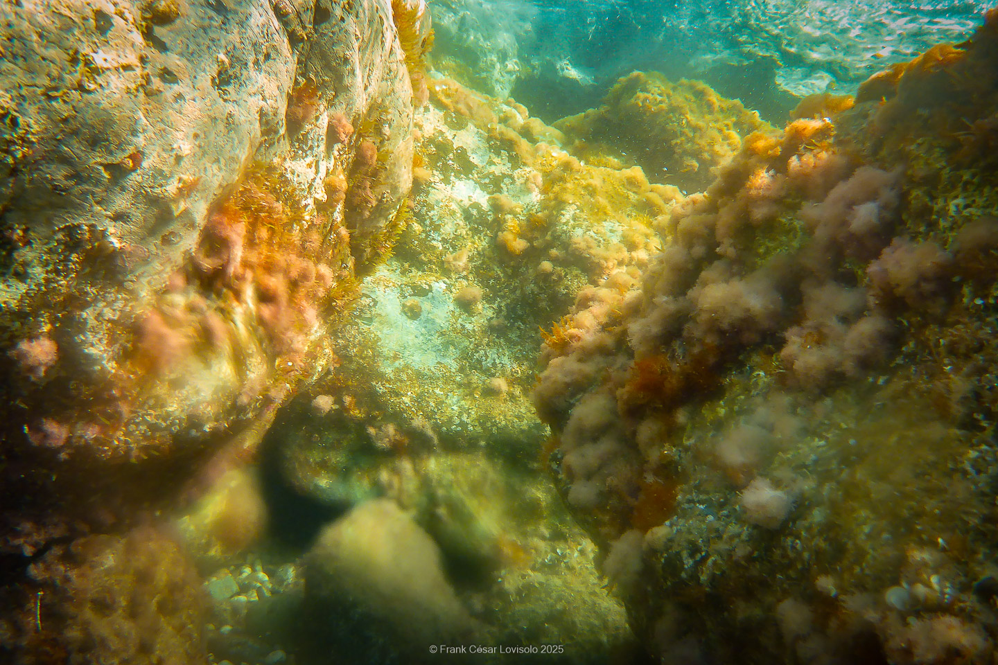Snorkeling,Le port gréco-romain d’Olbia à Hyères - Sousleaugraphie - Snorkeling - Frank César LOVISOLO - La relation entre l’être humain et le milieu marin s’est progressivement transformée au cours des dernières décennies. Longtemps réservée aux pêcheurs, aux navigateurs ou aux plongeurs aguerris, l’exploration sous-marine s’est démocratisée grâce au développement d’équipements simples et accessibles. La randonnée sous-marine avec palmes et masque, également connue sous le nom de snorkeling, en constitue l’une des pratiques les plus populaires. Elle se caractérise par une immersion en surface, la plupart du temps à faible profondeur, permettant l’observation directe des fonds marins. Si elle est souvent perçue comme une activité de loisir, la randonnée palmée occupe une place croissante dans les domaines de l’éducation, de la sensibilisation à l’environnement et du tourisme durable. L’objectif de cet article est d’analyser cette pratique dans une perspective académique, en abordant successivement ses dimensions écologiques et pédagogiques, ses aspects socio-culturels et touristiques, ainsi que ses retombées physiologiques et sportives.