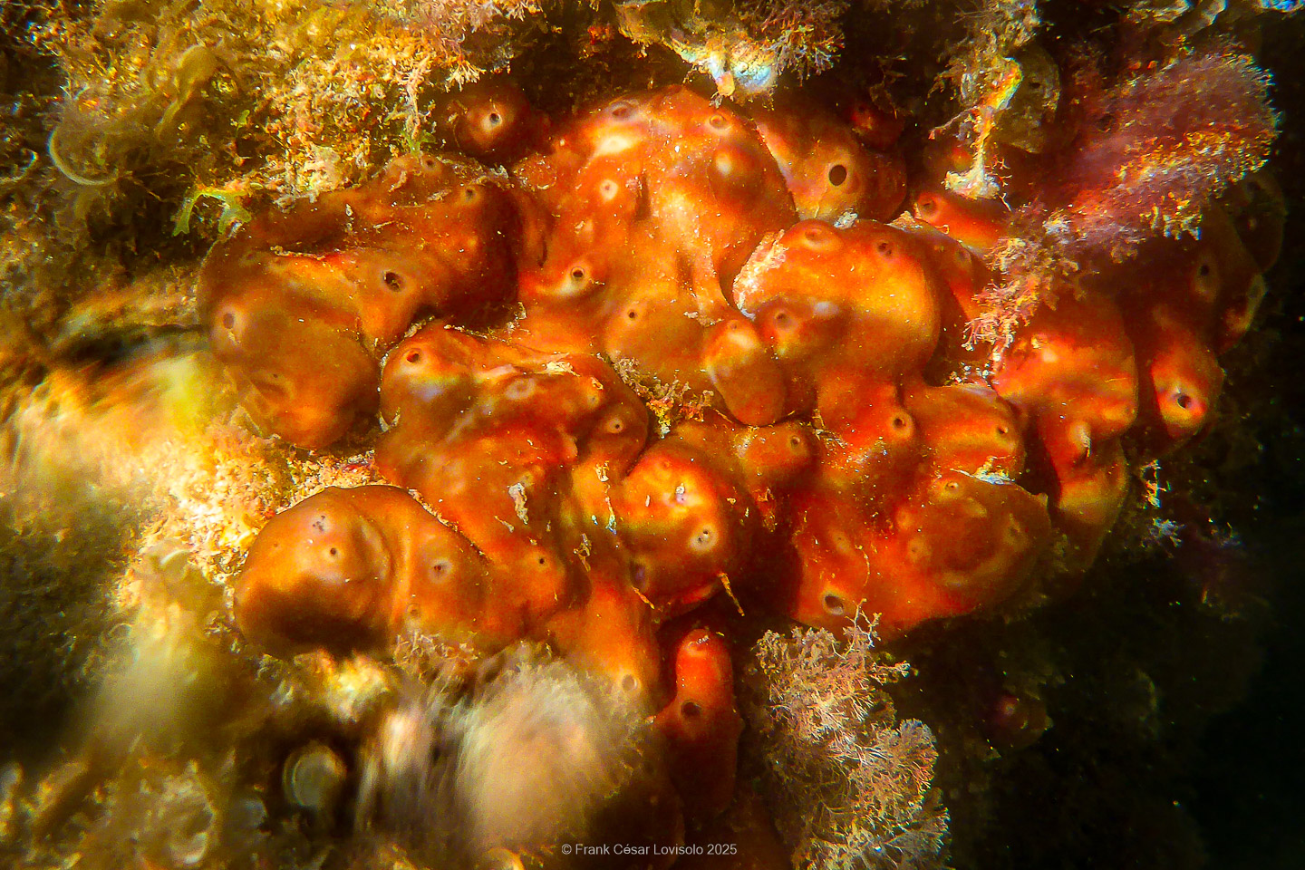 Snorkeling,Le port gréco-romain d’Olbia à Hyères - Sousleaugraphie - Snorkeling - Frank César LOVISOLO - La relation entre l’être humain et le milieu marin s’est progressivement transformée au cours des dernières décennies. Longtemps réservée aux pêcheurs, aux navigateurs ou aux plongeurs aguerris, l’exploration sous-marine s’est démocratisée grâce au développement d’équipements simples et accessibles. La randonnée sous-marine avec palmes et masque, également connue sous le nom de snorkeling, en constitue l’une des pratiques les plus populaires. Elle se caractérise par une immersion en surface, la plupart du temps à faible profondeur, permettant l’observation directe des fonds marins. Si elle est souvent perçue comme une activité de loisir, la randonnée palmée occupe une place croissante dans les domaines de l’éducation, de la sensibilisation à l’environnement et du tourisme durable. L’objectif de cet article est d’analyser cette pratique dans une perspective académique, en abordant successivement ses dimensions écologiques et pédagogiques, ses aspects socio-culturels et touristiques, ainsi que ses retombées physiologiques et sportives.