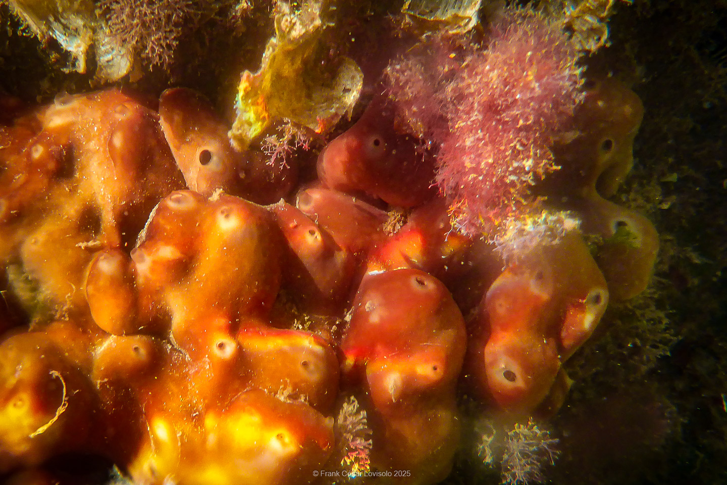 Snorkeling,Le port gréco-romain d’Olbia à Hyères - Sousleaugraphie - Snorkeling - Frank César LOVISOLO - La relation entre l’être humain et le milieu marin s’est progressivement transformée au cours des dernières décennies. Longtemps réservée aux pêcheurs, aux navigateurs ou aux plongeurs aguerris, l’exploration sous-marine s’est démocratisée grâce au développement d’équipements simples et accessibles. La randonnée sous-marine avec palmes et masque, également connue sous le nom de snorkeling, en constitue l’une des pratiques les plus populaires. Elle se caractérise par une immersion en surface, la plupart du temps à faible profondeur, permettant l’observation directe des fonds marins. Si elle est souvent perçue comme une activité de loisir, la randonnée palmée occupe une place croissante dans les domaines de l’éducation, de la sensibilisation à l’environnement et du tourisme durable. L’objectif de cet article est d’analyser cette pratique dans une perspective académique, en abordant successivement ses dimensions écologiques et pédagogiques, ses aspects socio-culturels et touristiques, ainsi que ses retombées physiologiques et sportives.