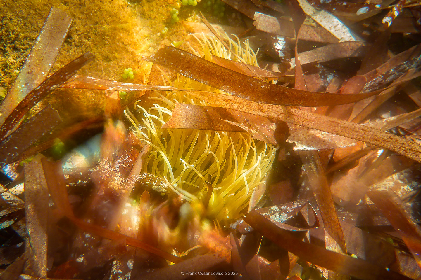 Snorkeling,Le port gréco-romain d’Olbia à Hyères - Sousleaugraphie - Snorkeling - Frank César LOVISOLO - La relation entre l’être humain et le milieu marin s’est progressivement transformée au cours des dernières décennies. Longtemps réservée aux pêcheurs, aux navigateurs ou aux plongeurs aguerris, l’exploration sous-marine s’est démocratisée grâce au développement d’équipements simples et accessibles. La randonnée sous-marine avec palmes et masque, également connue sous le nom de snorkeling, en constitue l’une des pratiques les plus populaires. Elle se caractérise par une immersion en surface, la plupart du temps à faible profondeur, permettant l’observation directe des fonds marins. Si elle est souvent perçue comme une activité de loisir, la randonnée palmée occupe une place croissante dans les domaines de l’éducation, de la sensibilisation à l’environnement et du tourisme durable. L’objectif de cet article est d’analyser cette pratique dans une perspective académique, en abordant successivement ses dimensions écologiques et pédagogiques, ses aspects socio-culturels et touristiques, ainsi que ses retombées physiologiques et sportives.