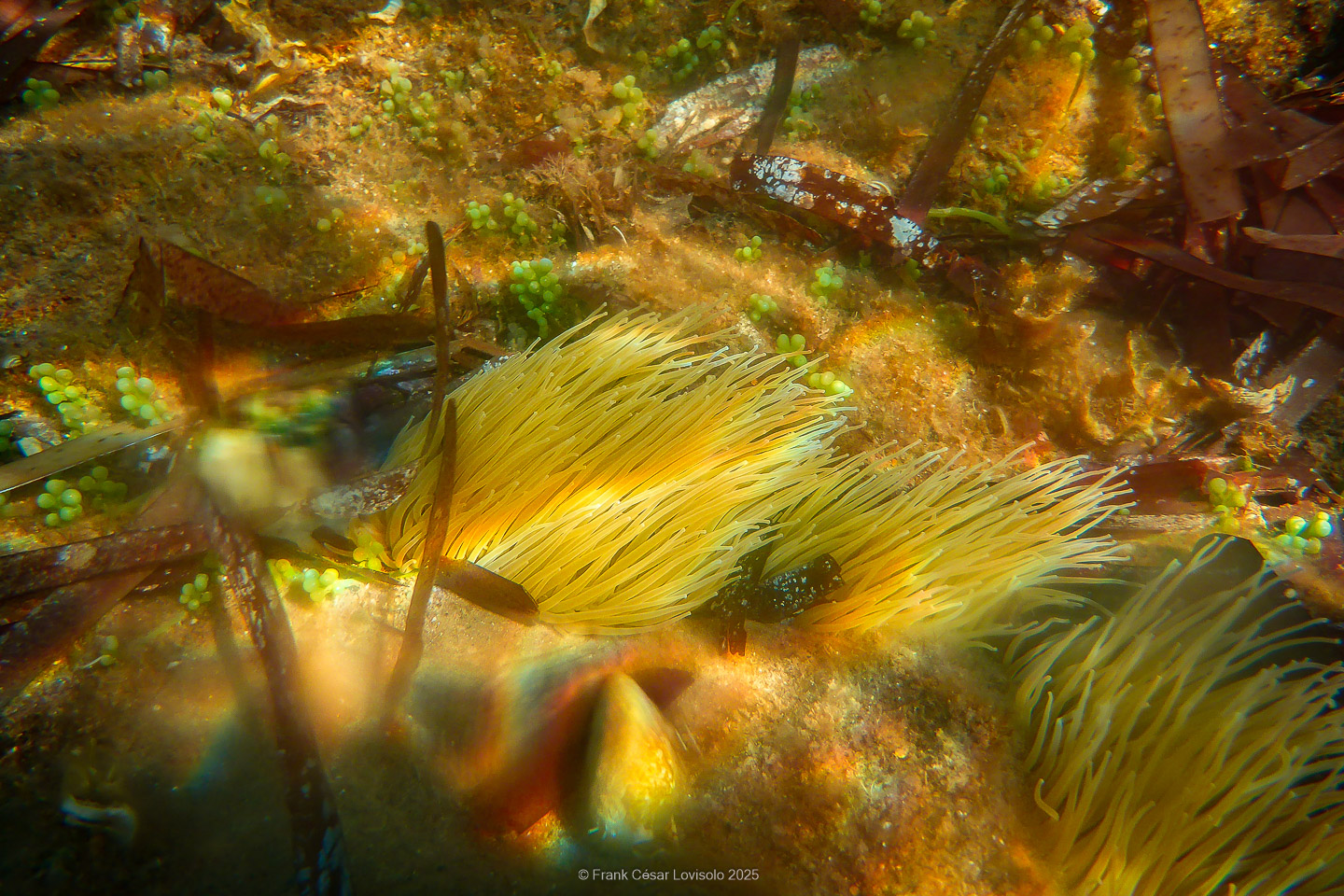 Snorkeling,Le port gréco-romain d’Olbia à Hyères - Sousleaugraphie - Snorkeling - Frank César LOVISOLO - La relation entre l’être humain et le milieu marin s’est progressivement transformée au cours des dernières décennies. Longtemps réservée aux pêcheurs, aux navigateurs ou aux plongeurs aguerris, l’exploration sous-marine s’est démocratisée grâce au développement d’équipements simples et accessibles. La randonnée sous-marine avec palmes et masque, également connue sous le nom de snorkeling, en constitue l’une des pratiques les plus populaires. Elle se caractérise par une immersion en surface, la plupart du temps à faible profondeur, permettant l’observation directe des fonds marins. Si elle est souvent perçue comme une activité de loisir, la randonnée palmée occupe une place croissante dans les domaines de l’éducation, de la sensibilisation à l’environnement et du tourisme durable. L’objectif de cet article est d’analyser cette pratique dans une perspective académique, en abordant successivement ses dimensions écologiques et pédagogiques, ses aspects socio-culturels et touristiques, ainsi que ses retombées physiologiques et sportives.