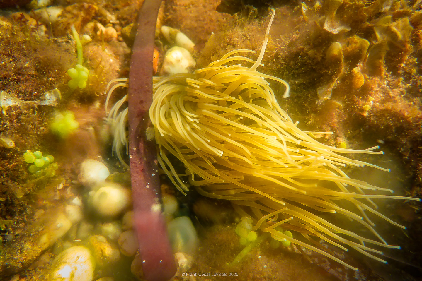 Snorkeling,Le port gréco-romain d’Olbia à Hyères - Sousleaugraphie - Snorkeling - Frank César LOVISOLO - La relation entre l’être humain et le milieu marin s’est progressivement transformée au cours des dernières décennies. Longtemps réservée aux pêcheurs, aux navigateurs ou aux plongeurs aguerris, l’exploration sous-marine s’est démocratisée grâce au développement d’équipements simples et accessibles. La randonnée sous-marine avec palmes et masque, également connue sous le nom de snorkeling, en constitue l’une des pratiques les plus populaires. Elle se caractérise par une immersion en surface, la plupart du temps à faible profondeur, permettant l’observation directe des fonds marins. Si elle est souvent perçue comme une activité de loisir, la randonnée palmée occupe une place croissante dans les domaines de l’éducation, de la sensibilisation à l’environnement et du tourisme durable. L’objectif de cet article est d’analyser cette pratique dans une perspective académique, en abordant successivement ses dimensions écologiques et pédagogiques, ses aspects socio-culturels et touristiques, ainsi que ses retombées physiologiques et sportives.