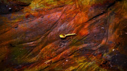 - Photographies - Frank César LOVISOLO - On le trouve dans le béton, qui alimente, au rythme de deux tonnes par an et par être humain, un boom immobilier ininterrompu. Mais aussi dans les puces électroniques, le papier, le plastique, les peintures, les détergents, les cosmétiques… Ce sable que nous aimons fouler du pied ou laisser filer entre nos doigts s’est glissé à notre insu dans tous les interstices de notre quotidien. L’industrie le consomme en quantités croissantes, plus encore que le pétrole. Peut-être parce que, contrairement à l’or noir, cette matière première perçue comme inépuisable est restée à ce jour pratiquement gratuite. Alors que le sable des déserts est impropre à la construction, les groupes du bâtiment ont longtemps exploité les rivières et les carrières.