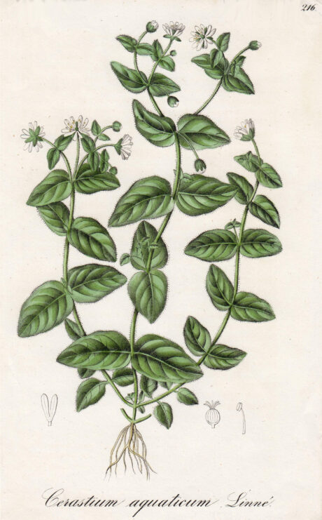 Cerastium-aquaticum