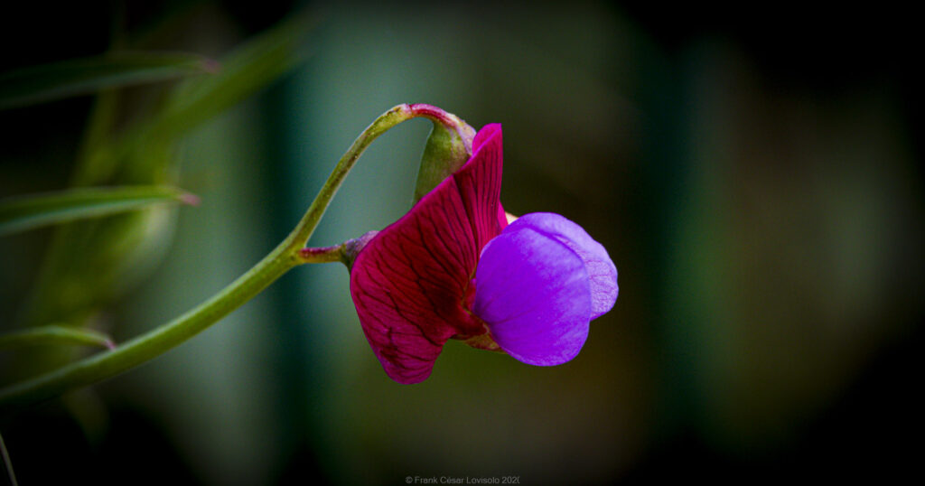 Une preuve d'évolution par la Macrophotographie - Une preuve d'évolution - Macrophotographie Evolution - Macrophotographie - Macrophotographie botanique - Evolution - Macrophotographie - Macrophotographie botanique