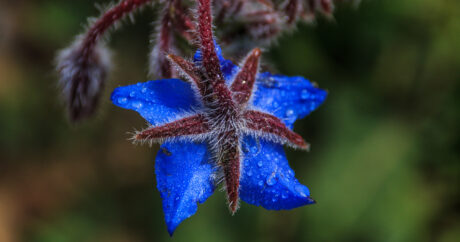 Épicure,Macrophotographie,fleurs,Jean-Jacques Rousseau,Charles Darwin - Images et Photographies - Frank César LOVISOLO - Je me demandais, l’œil dans le viseur, quels dieux auraient eu le temps, occupés jour et nuit à infecter l’existence des hommes, de s’employer à l’architecture de ce qui est présenté plus bas, à moins que ceux-ci, comme le soutenait Epicure, n’interviennent en aucun cas dans leur vie. Lucrèce reprendra ce postulat (De rerum natura), et bien plus tard, vous excuserez le raccourci, par Nietzsche (L’Antéchrist). Atchoum !!! J’éternue haut et fort comme il se doit dans la nature… Quelques pollens espiègles me firent sûrement une niche. « Athée souhait ! » entendis-je au loin… Mon imagination fantaisiste sans doute !