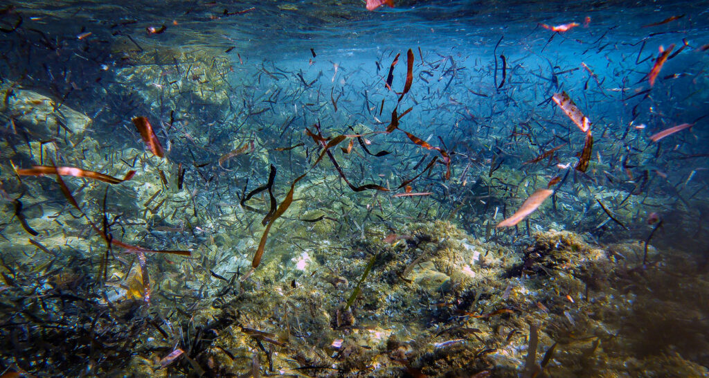 snorkeling, sousleaugraphie, randonnée sous-marine, photographie subaquatique, Toulon, Var, Méditerranée, Cap Brun,