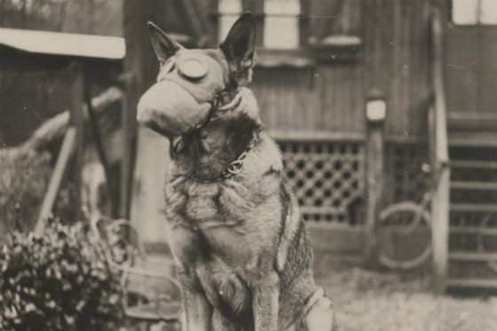 Chien Masque à Gaz