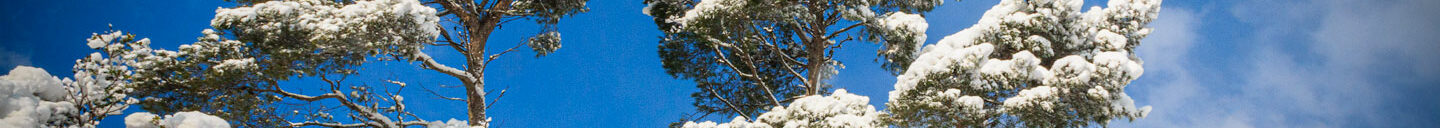 Frank-Cesar Lovisolo