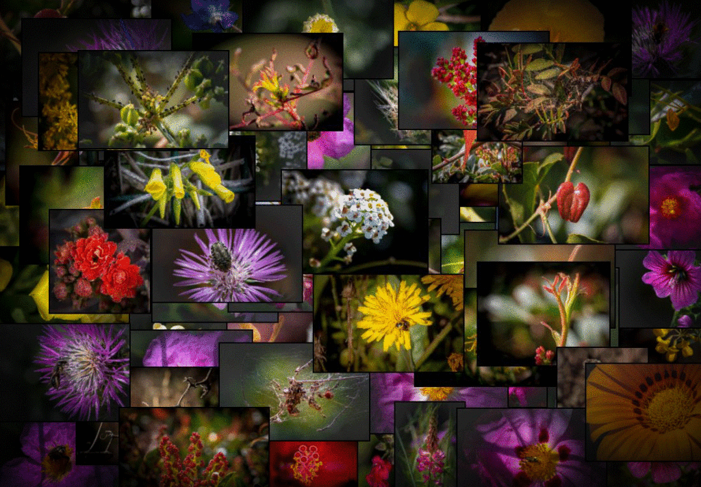 Une preuve d'évolution Chapitre 3 Osmophore & compagnie photos