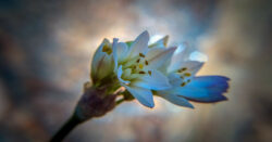 Une preuve d'évolution - Chapitre 4 : Biodiversité empreinte d'inquiétude. - Darwin - Darwin - Frank César LOVISOLO - Biodiversité & Espèces en danger