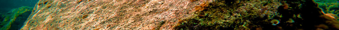 Frank-Cesar Lovisolo