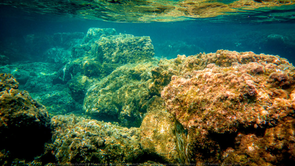 Olbia - snorkeling, sousleaugraphie, randonnée sous-marine, photographie subaquatique, Toulon, Var, Méditerranée, Cap Brun,