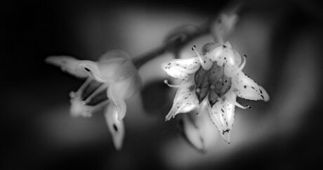 Noir et Blanc,macrophotographies,jean de la fontaine,conseil tenu par les rats,sacrebleu - Une preuve d'évolution - Macrophotographie - Frank César LOVISOLO - Non, je ne suis point sorti. Enfin, pas  plus qu'il ne le faut. Pour cela, je ne mis nullement en péril les honnêtes citoyens de mon joliet quartier du Mourillon à Toulon. Toutes ces délicieuses images furent daguerréotypées dans mon jardinet puis, savamment, développées dans mon cabinet où je tiens, sainement, office et confinement.