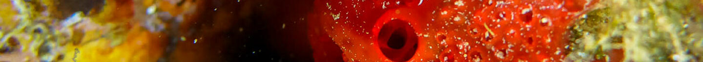 Frank-Cesar Lovisolo