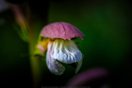 Une preuve d'évolution par la Macrophotographie - Une preuve d'évolution - Macrophotographie Evolution - Macrophotographie - Macrophotographie botanique - Evolution - Macrophotographie - Macrophotographie botanique