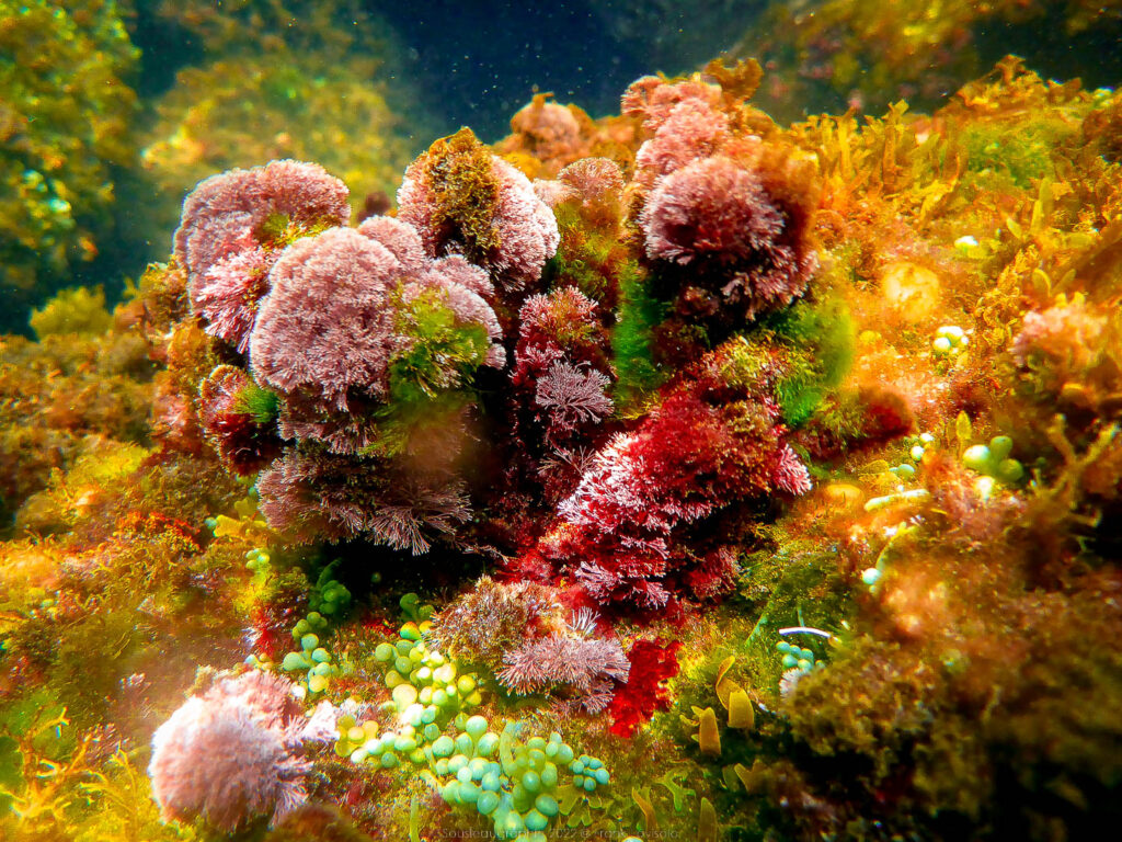 Paysages sous-marins au Mourillon