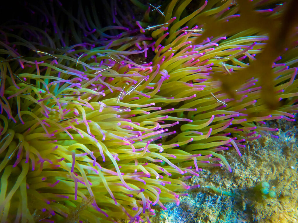 snorkeling, sousleaugraphie, randonnée sous-marine, photographie subaquatique, Toulon, Var, Méditerranée, Cap Brun,