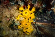 Snorkeling