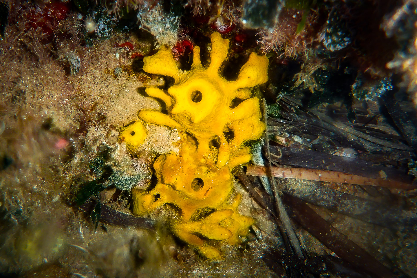 Snorkeling,Le port gréco-romain d’Olbia à Hyères - Sousleaugraphie - Snorkeling - Frank César LOVISOLO - La relation entre l’être humain et le milieu marin s’est progressivement transformée au cours des dernières décennies. Longtemps réservée aux pêcheurs, aux navigateurs ou aux plongeurs aguerris, l’exploration sous-marine s’est démocratisée grâce au développement d’équipements simples et accessibles. La randonnée sous-marine avec palmes et masque, également connue sous le nom de snorkeling, en constitue l’une des pratiques les plus populaires. Elle se caractérise par une immersion en surface, la plupart du temps à faible profondeur, permettant l’observation directe des fonds marins. Si elle est souvent perçue comme une activité de loisir, la randonnée palmée occupe une place croissante dans les domaines de l’éducation, de la sensibilisation à l’environnement et du tourisme durable. L’objectif de cet article est d’analyser cette pratique dans une perspective académique, en abordant successivement ses dimensions écologiques et pédagogiques, ses aspects socio-culturels et touristiques, ainsi que ses retombées physiologiques et sportives.