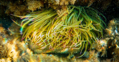 Snorkeling