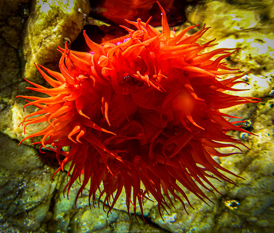 snorkeling,randonnée sous-marine,Toulon - Sousleaugraphie - Snorkeling - Frank César LOVISOLO - La série est une démarche, presque un rituel : une plongée en surface, masque et palmes, caméra ou appareil photo, qui engage tout à la fois le corps, le regard et l’intellect. Ce n’est pas du snorkeling comme il s’en pratique sur les plages bondées de la Côte d’Azur. C’est une forme de phénoménologie aquatique, une manière d’habiter la frontière entre deux mondes, celui de l’air et de la lumière, celui de l’eau et du silence.