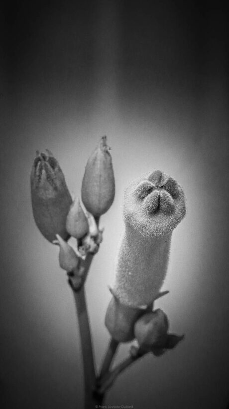 Evolution - Macrophotographie - Macrophotographie botanique - Evolution - Macrophotographie - Macrophotographie botanique