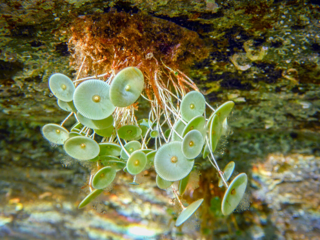 snorkeling,randonnée sous-marine,Toulon - Sousleaugraphie - Snorkeling - Frank César LOVISOLO - La série est une démarche, presque un rituel : une plongée en surface, masque et palmes, caméra ou appareil photo, qui engage tout à la fois le corps, le regard et l’intellect. Ce n’est pas du snorkeling comme il s’en pratique sur les plages bondées de la Côte d’Azur. C’est une forme de phénoménologie aquatique, une manière d’habiter la frontière entre deux mondes, celui de l’air et de la lumière, celui de l’eau et du silence.